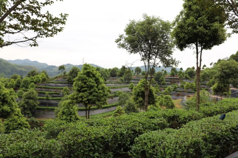 茶鄉(xiāng)春韻產(chǎn)業(yè)興農(nóng)|2025集團(tuán)白沙溪茶廠(chǎng)鈞澤源谷雨采茶節(jié)圓滿(mǎn)舉行